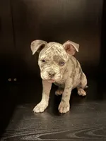 Artemis , a female American Bully for sale in Camden, AR – 1 of 3