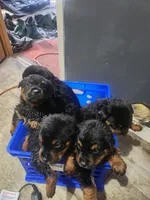 Bella, a female Rottweiler for sale in Dolton, IL – 6 of 10