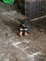 Bella, a female Rottweiler for sale in Dolton, IL – 7 of 10