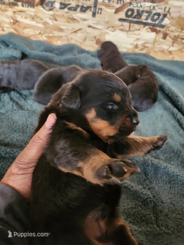 Bella – Rottweiler puppy for sale in Dolton, IL