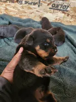 Bella, a female Rottweiler for sale in Dolton, IL – Photo 3 of 6