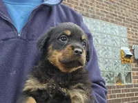 Bella, a female Rottweiler for sale in Dolton, IL – Photo 4 of 6