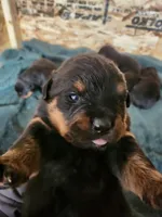 Bella, a female Rottweiler for sale in Dolton, IL – Photo 2 of 6
