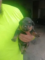 Bella, a female Rottweiler for sale in Dolton, IL – Photo 6 of 6