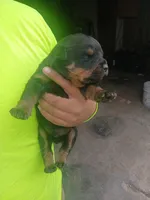 Bella, a female Rottweiler for sale in Dolton, IL – Photo 1 of 6