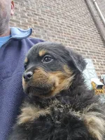 Bella, a female Rottweiler for sale in Dolton, IL – Photo 5 of 6