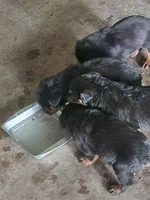 Bella, a female Rottweiler for sale in Dolton, IL – 9 of 10