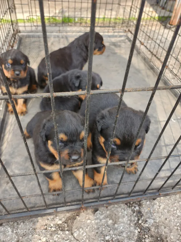 Bella – Rottweiler puppy for sale in Dolton, IL