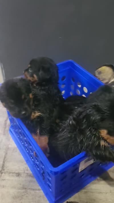 Bella, a female Rottweiler for sale in Dolton, IL – 10 of 10
