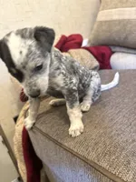 Blue heeler, a female Australian Cattle Dog for sale in Perris, CA – 5 of 9