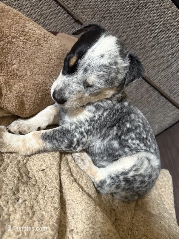 Blue heeler – Australian Cattle Dog puppy for sale in Perris, CA