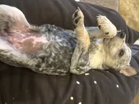 Blue heeler, a female Australian Cattle Dog for sale in Perris, CA – 6 of 9