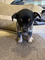 Blue heeler, a female Australian Cattle Dog for sale in Perris, CA – 4 of 4