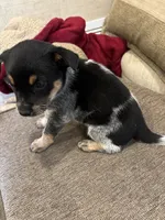 Blue heeler, a female Australian Cattle Dog for sale in Perris, CA – 3 of 4
