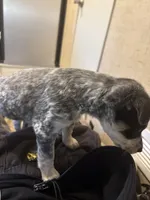 Blue heeler, a female Australian Cattle Dog for sale in Perris, CA – 7 of 9