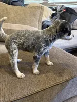 Blue heeler, a female Australian Cattle Dog for sale in Perris, CA – 4 of 9