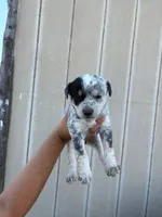 Blue heeler, a female Australian Cattle Dog for sale in Perris, CA – 2 of 9