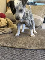 Blue heeler, a female Australian Cattle Dog for sale in Perris, CA – 3 of 9