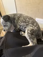Blue heeler, a female Australian Cattle Dog for sale in Perris, CA – 9 of 9