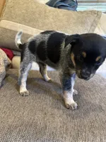 Blue heeler, a female Australian Cattle Dog for sale in Perris, CA – 2 of 4