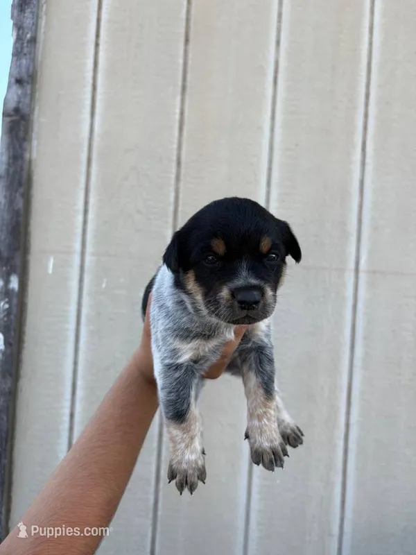 Blue heeler, a female Australian Cattle Dog for sale in Perris, CA – 1 of 4