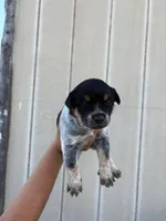 Blue heeler, a female Australian Cattle Dog for sale in Perris, CA – 1 of 4