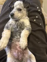 Blue heeler, a female Australian Cattle Dog for sale in Perris, CA – 8 of 9