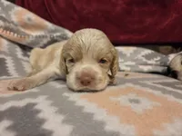Olaf, a male Cocker Spaniel for sale in Marshall, NC – 6 of 6