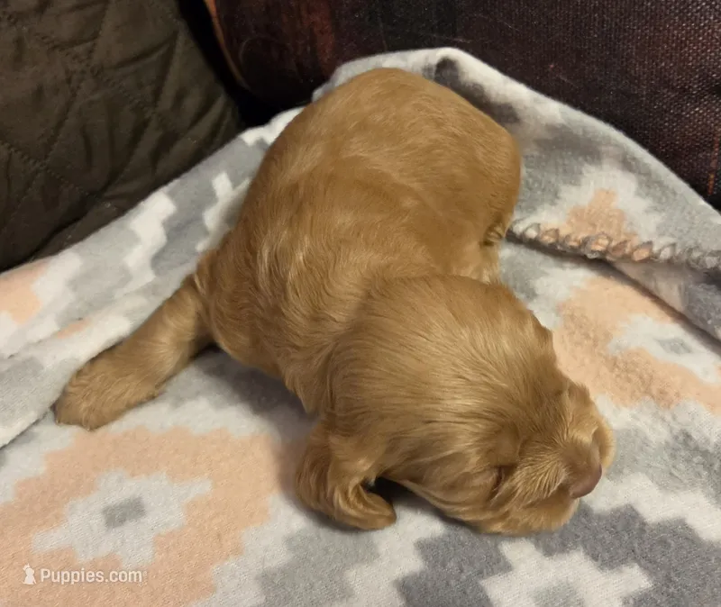 Dusty Brown – Cocker Spaniel puppy for sale in Marshall, NC