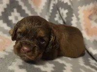 Shadow Brown , a male Cocker Spaniel for sale in Marshall, NC – 3 of 4