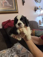 Bandit Brown , a male Cocker Spaniel for sale in Marshall, NC – 5 of 5