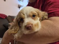 Olaf, a male Cocker Spaniel for sale in Marshall, NC – 4 of 6