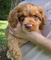 Biscuit Brown , a male Cocker Spaniel for sale in Marshall, NC – 3 of 7