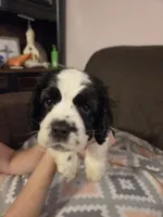 Bandit Brown , a male Cocker Spaniel for sale in Marshall, NC – 4 of 5