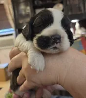 Jersey Brown , a female Cocker Spaniel for sale in Marshall, NC – 4 of 4