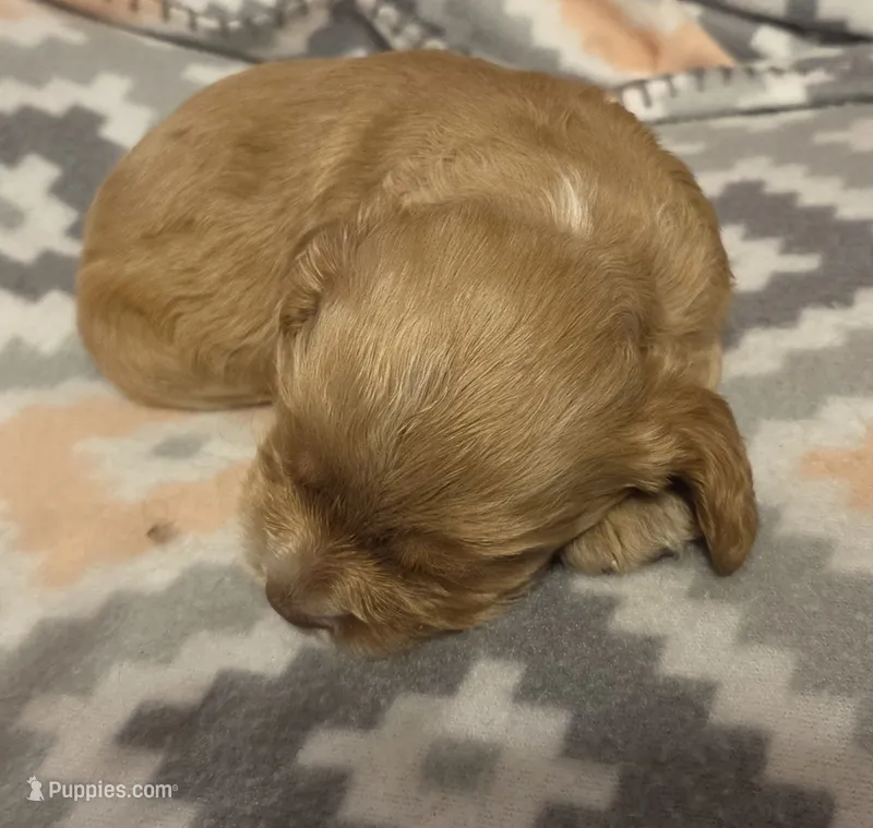 Biscuit Brown  – Cocker Spaniel puppy for sale in Marshall, NC