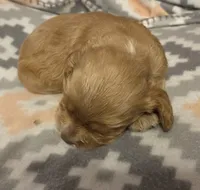 Biscuit Brown , a male Cocker Spaniel for sale in Marshall, NC – 1 of 4