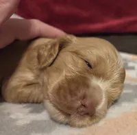 Honey , a female Cocker Spaniel for sale in Marshall, NC – 5 of 5