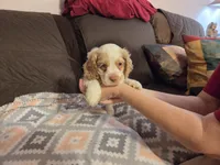 Olaf, a male Cocker Spaniel for sale in Marshall, NC – 5 of 6