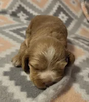 Honey , a female Cocker Spaniel for sale in Marshall, NC – 4 of 5