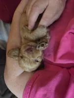 Dusty Brown, a female Cocker Spaniel for sale in Marshall, NC – 5 of 6