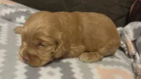 Dusty Brown, a female Cocker Spaniel for sale in Marshall, NC – 2 of 6