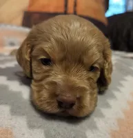 Ginger Brown , a female Cocker Spaniel for sale in Marshall, NC – 2 of 6