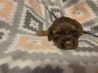 Shadow Brown , a male Cocker Spaniel for sale in Marshall, NC – 4 of 4