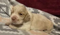 Olaf, a male Cocker Spaniel for sale in Marshall, NC – 2 of 6