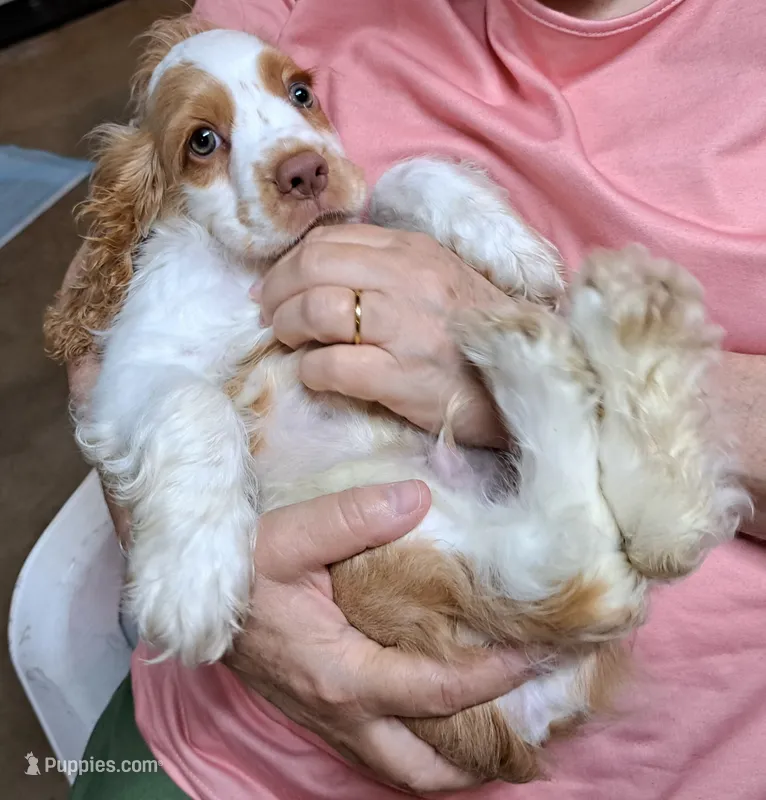 Olaf – Cocker Spaniel puppy for sale in Marshall, NC