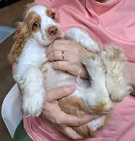 Olaf, a male Cocker Spaniel for sale in Marshall, NC – 2 of 6
