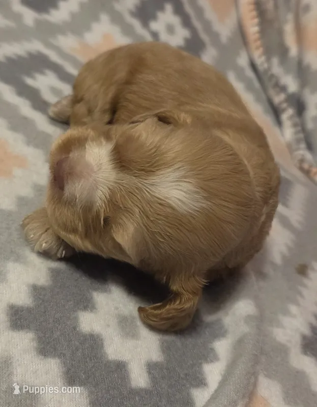 Honey  – Cocker Spaniel puppy for sale in Marshall, NC