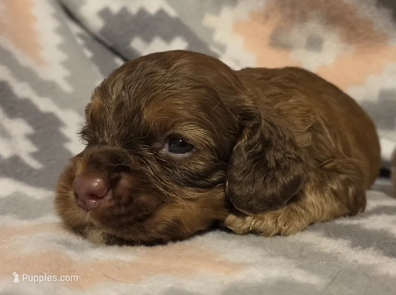 Shadow Brown  – Cocker Spaniel puppy for sale in Marshall, NC