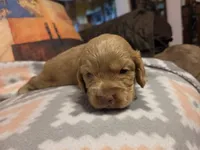 Ginger Brown , a female Cocker Spaniel for sale in Marshall, NC – 5 of 6